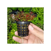 Canlı Bitki Saksısı - Ludwigia Mini Super Red İle Doğal Güzellik