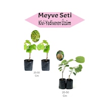 Meyve Seti 2 Adet Kivi+2 Adet Yediveren Üzüm Fidanı