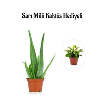 Parlak Dolgun Formlu Aleovera Bitkisi Sevgililer Gününe Özel Sarı Milli Kaktüs Hediyeli