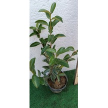 Videolu Dış Mekan 1 Adet Çit Bitkisi Fidanı 50-80cm Saksılı Viburnum Tinus Lucidum