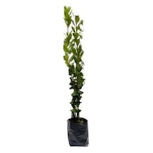 Laurus Nobilis Defne Fidanı 20-40 Cm