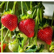 Ada Tarım 20 Adet Rubygem Çeşidi Yediveren Çilek Fidan Açık Kök
