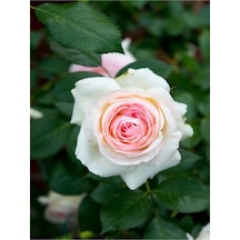 Kokulu Pembe Gül Yediveren 1 Adet Saksılı 50-70cm Aşılı Gül Pink Rose
