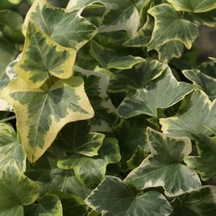 Hedera Helix Anne Maria Alacalı Herdem Yeşil Sarmaşık Fidanı