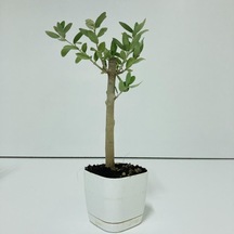 Beyaz Lüx Saksıda Minyatür Bonsai Zeytin Fidanı