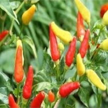 Tohum Acı Burbiye Biber Tohumu Yediveren Biber Tohumu Saksı Toprak 25 Adet..