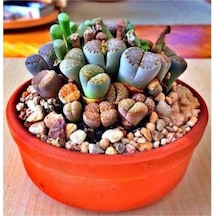 Lithops Taş Çiçek Tohumu 15 Adet