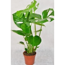 Deve Tabanı Çiçeği Monstera Deliciosa Ithal 60-65cm