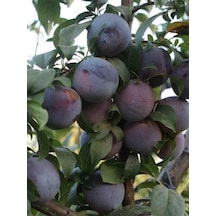 Black Amber Erik Fidanı 2-3 Yaş 70-90 Cm Bol Verimli Soğuğa Dayanıklı