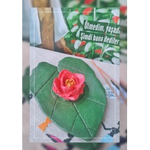 Açık Pembe