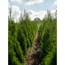 Videolu 10 Adet Leylandi Çam Fidanı Saksılı\tüplü 15-20 Cm Leyland Cypress Sapling