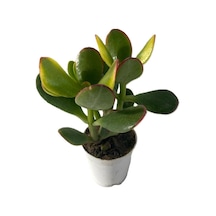 Alacalı Hedera Helix Duvar Ağaç Sarmaşığı 1 Adet Saksılı 20-40cm+para Yeşim Çiçeği