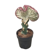 Euphorbia Lactea 'Cristata' (Kaktüs) Ø10,5 CM Y20-25 CM