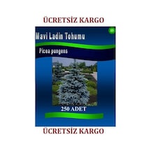 Mavi Ladin Tohumu 250 Adet Ağaç Tohumları Pice Pungens Kaibab
