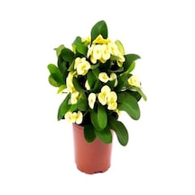 Sarı Dikenler Tacı Çiçeği 10-20 Cm Tüplü Çiçekli Bodur Bitkiler Yellow Euphorbia Milli