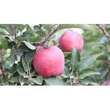 3 Yaş Red Apple İçi Dışı Kırmızı Elma Fidanı