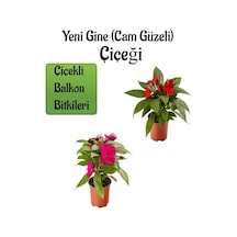 Serada Decor Plant - Kırmızı + Fuşya Yeni Gine Cam Güzeli Çiçeği 2 Adet Balkon Bitkisi 10 - 15 CM