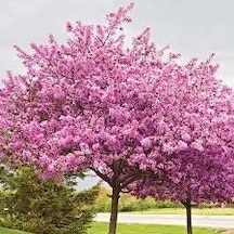 5 Adet Tohum Bodur Pembe Erguvan Ağacı Tohumu Saksı Topraklı