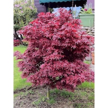 "kırmızı Yapraklı Japon Akçaağaç Fidanı - 40-50 Cm,