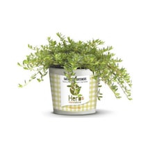 Aromatik Kekik Ekim Seti 25 Adet Tohum Saksı Toprak Gülhatmi Dağ Kekiği