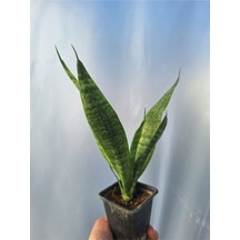 Videolu Kılıç Çiçeği 10 30 Cm 1 Adet Saksılı İç/ Dış Mekan Bitkisi Gladiolus