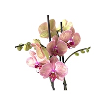 Phalaenopsis 'Golden Leopard' (Pembe Orkide) Ø12 CM 70-80 CM