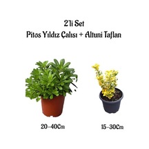 Pitos Yıldız Çalısı+altuni Taflan 2'li Çit Bitkisi Seti Saksılı Dış Mekan Bitkileri
