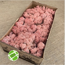 Trend Bahçe Reindeer Moss Roze Color Şoklanmış Norveç Yosunu 500 G