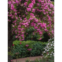 Videolu Pembe Özel Tür Mis Kokulu 1 Adet Sarmaşık Gül Fidanı Saksılı 70-110 Cm Pink Climbing Rose