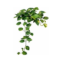 Serada Decor Plant Patos Sarmaşık Salon Sarmaşığı Askılı Saksıda