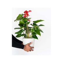 Anthoryum - Flamingo Çiçeği Anthurium 2 Adet