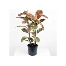 Kauçuk Çiçeği Tekli Pembe Alacalı 80-100cm. Ev Salon Ofis Çiçeği
