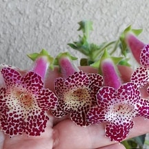 Özel Çeşit Maja Kohleria Japon Küpelisi Çiçeği Fidesi Mini Potta