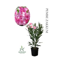 Pembe Renk Zakkum Çiçeği Fidanı 1adet Saksılı 30-60cm Yaz Çiçeği
