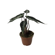 Alocasia Bambino Fil Kulağı