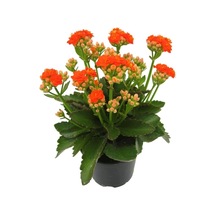 Turuncu Çiçekli Kalanşo Kalanchoe Çiçeği Ithal Büyük Boy