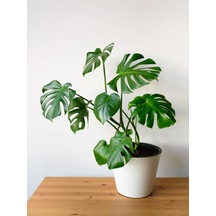 Videolu Deve Tabanı 1 Adet Saksılı 60-85 Cm Iç Mekan Salon Ofis Bitkisi Monstera Delicious