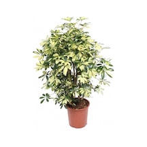 Şeflera Bitkisi 80 Cm Schefflera Bitkisi 5 Parmak Bitkisi Ev Bitkisi Ofis Bitkisi Salon Bitkisi