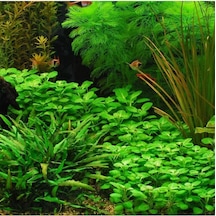 Lobelia Cardinalis Saksı Canlı Bitki Diğer