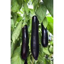 Aydın Siyahı Patlıcan Tohumu / 40 Adet Tohum