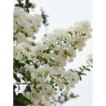 Lagerstromia İndica Beyaz Oya Çiçeği Fidanı 40-60 Cm