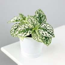 Serada Decor Plant Hypoestes Phyllostachya - Hostes Çiçeği Beyaz