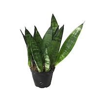 Sansevieria Zeylanica (Paşa Kılıcı)  Ø5,5 CM H10-15 CM