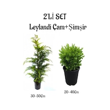 Leylandi Çam Ağacı Fidanı+çalı Şimşiri 2'li Set Saksılı Dış Mekan Bitkisi