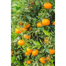 2 Adet Tüplü Yediveren Mandalina Fidanı 3 Yaş