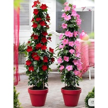 Karışık Renkli Mandevilla Kırmızı-beyaz 30 60 Cm Bol Çiçekli Sarmaşık Bitki
