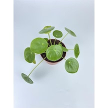 Çin Para Çiçeği Ev Salon Çiçeği Pilea Çiçeği Peperomioides