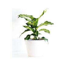 Difenbahya Çiçeği Fidanı 20-40cm Saksılı Çiçekli Bodur Bitkiler Dieffenbachia