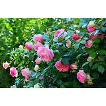 10 Adet Angel Wings Miniature Rose Tohumu