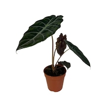 Alocasia Chantrieri (Fil Kulağı) Ø12 CM 25-30 CM